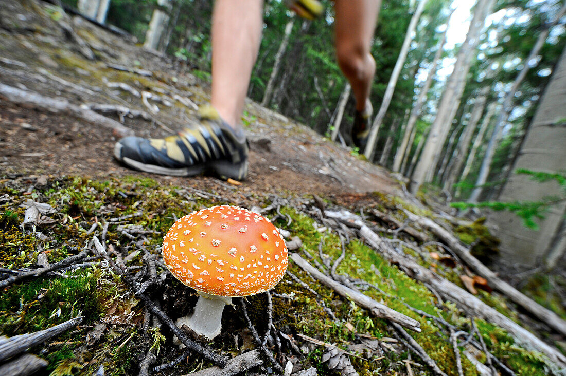 Close Up Of A Woman's Legs As She Jogs Past An Amanita Mushroom On The Dew Mound Trail Near Eagle River In Chugach State Park, Alaska
