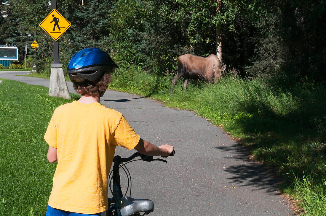 A Young Boy Stops For A Browsing Moose On The Bike Trails On The University Of Alaska Anchorage Campus, Southcentral Alaska, Summer