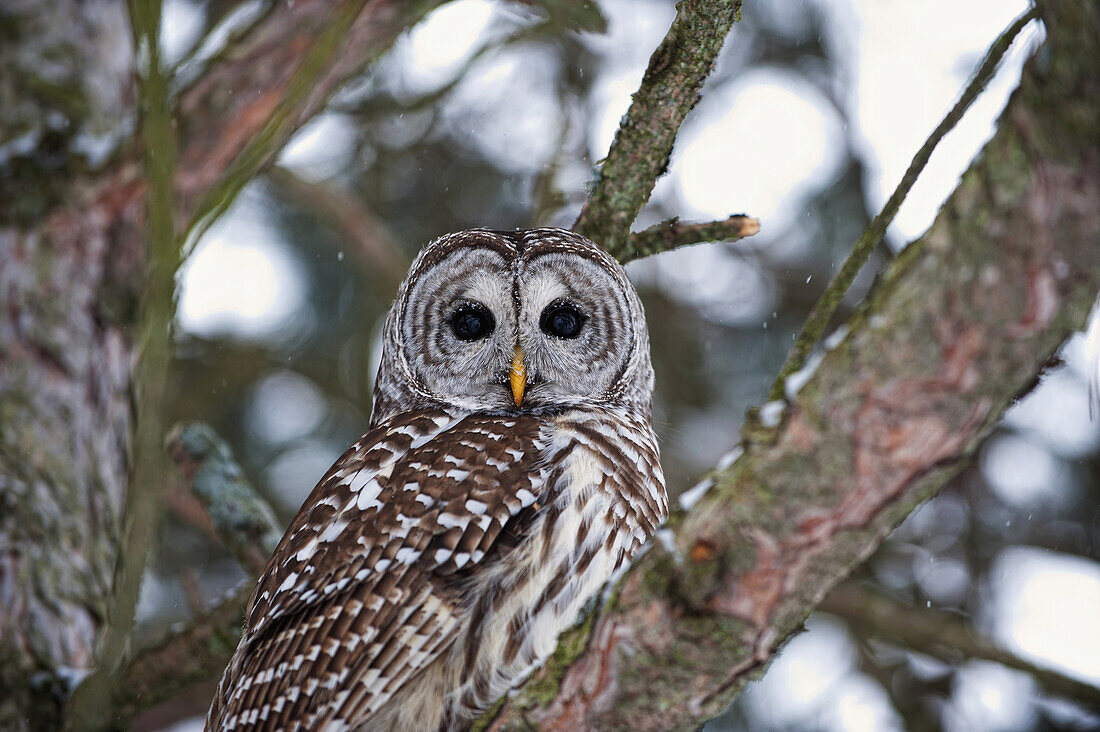 Barred Owl Perched On A Branch, Ontario Canada, Winter