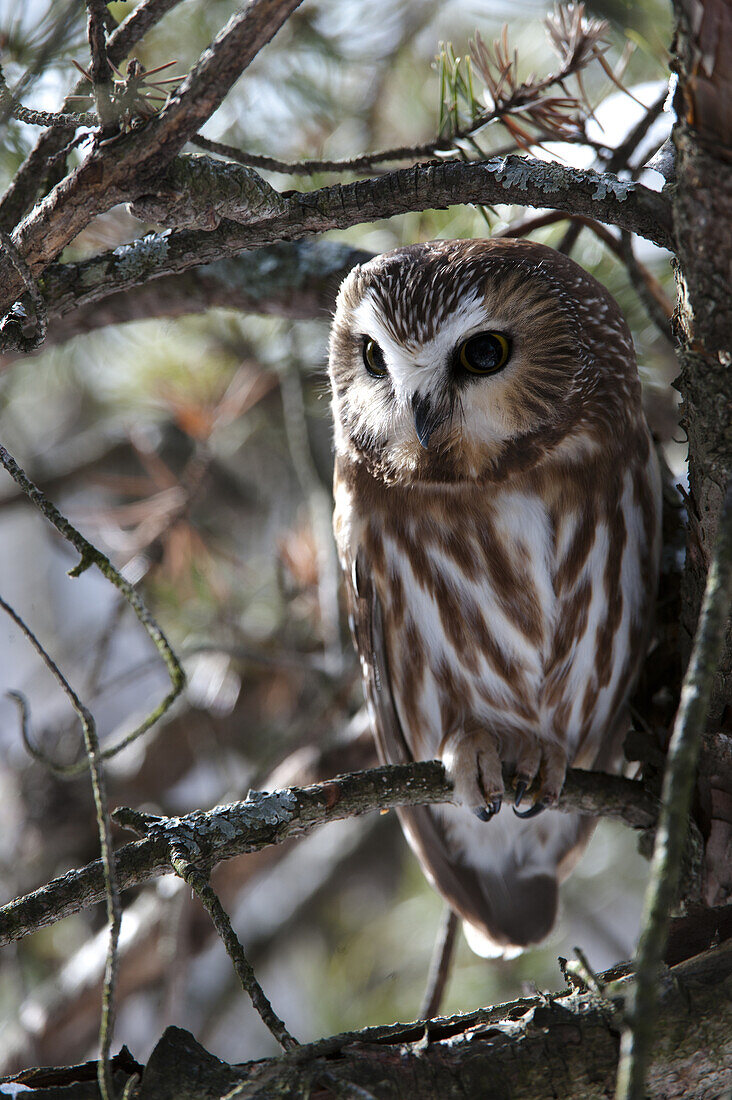 Saw-Whet Owl Perched On A Branch In A Tree, Canada