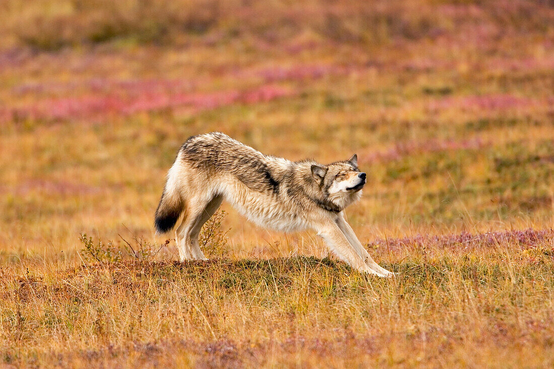 Gray Wolf Stretches While Standing On Fall Tundra Denali National Park Alaska