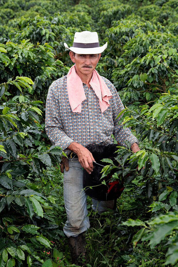 At the farm of 150 hectars of Diego Salazar who produces the Jasmin flower flavoured coffee. Risaralda province, Colombia.