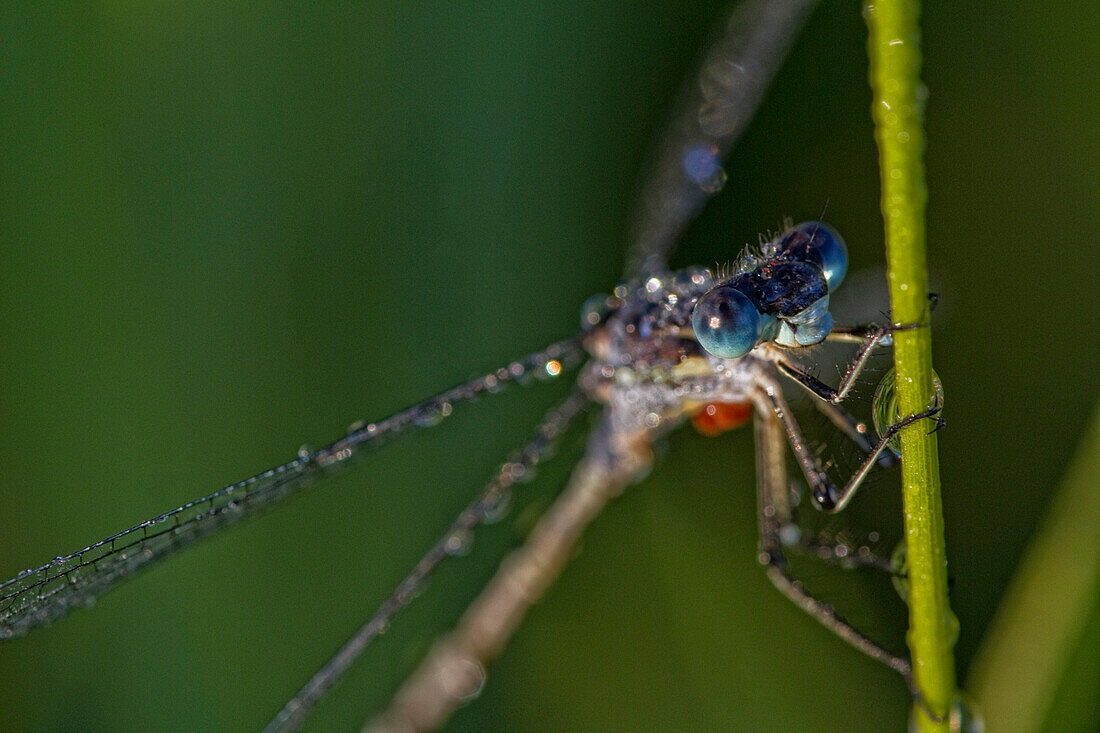 'Damselfly covered in dew during the early morning hours in Grasslands National Park; Saskatchewan, Canada'