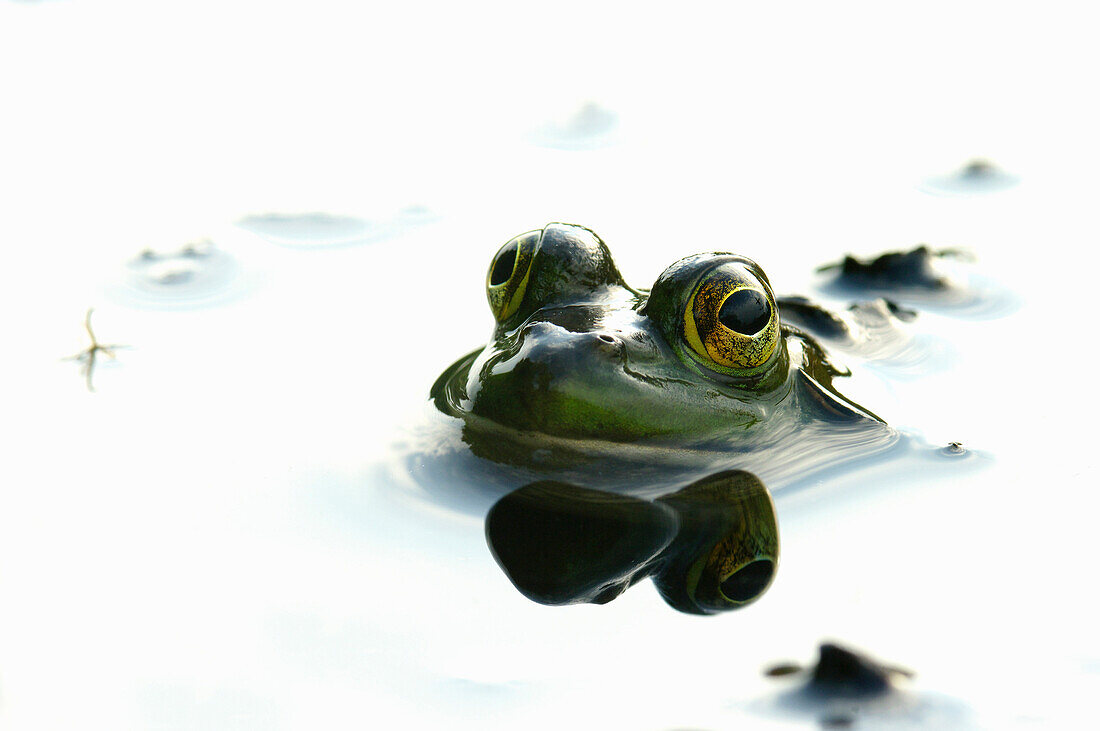 'Partially submerged green frog surrounded by white water; Vaudreuil, Quebec, Canada'