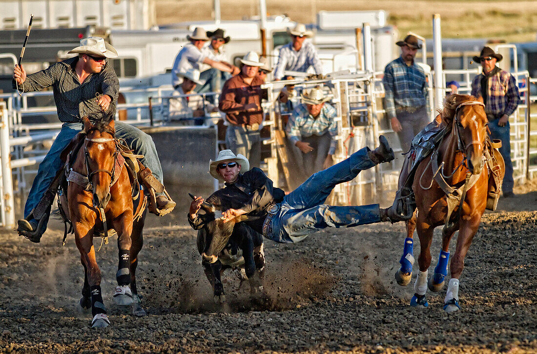 'Calf roping competition at a rodeo; Saskatchewan, Canada'