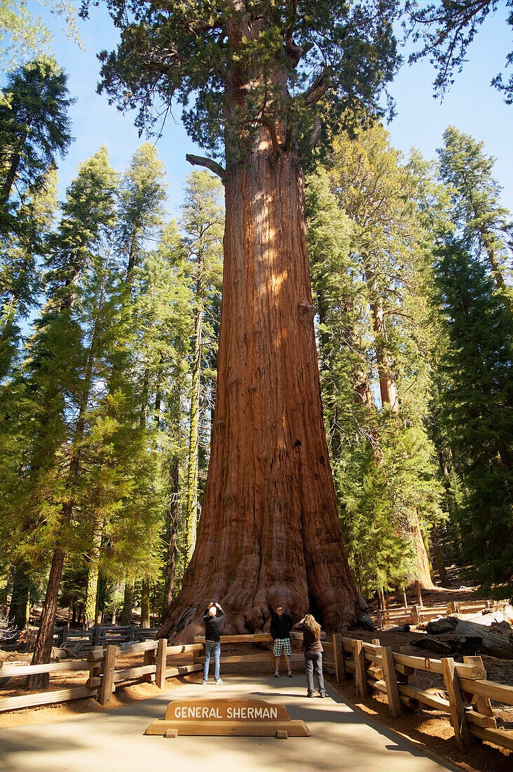 'General sherman tree, world's largest sequoia tree, Sequoia National Park; California, United States of America'