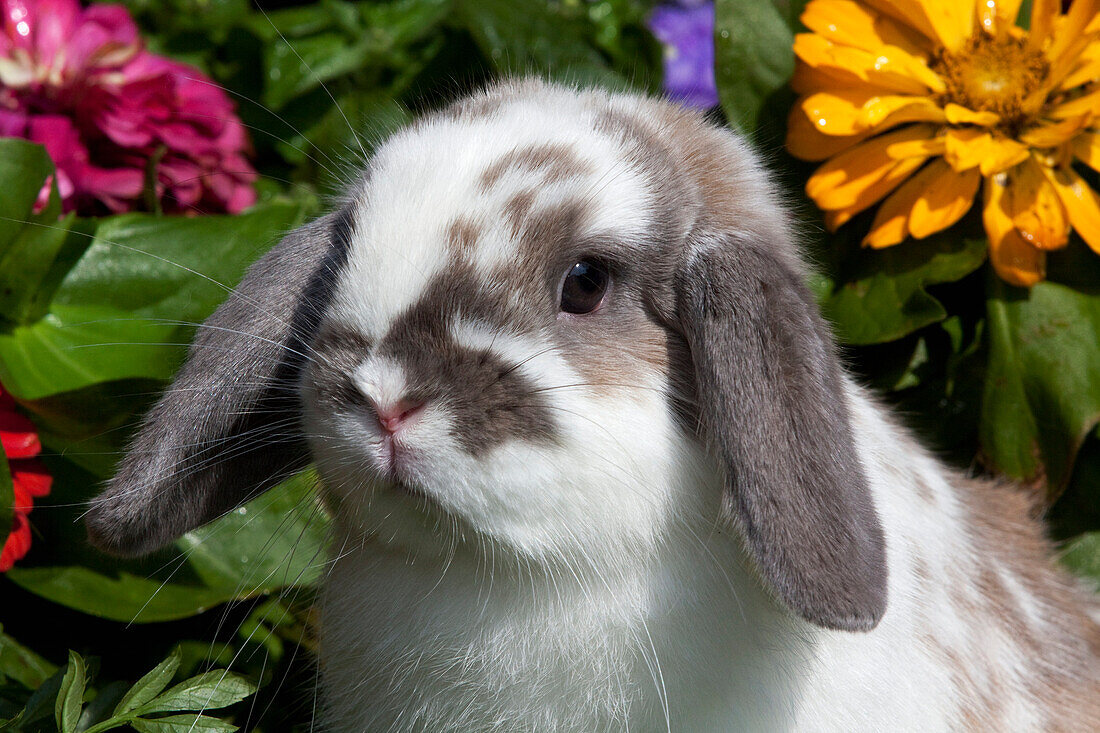 Livestock - Closeup of a Holland Lop rabbit with flowers in the background / Torrington, Connecticut, USA.