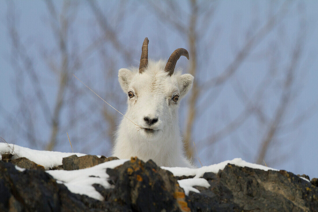 Dall Sheep ewe in Chugach Mountains, Winter. Southcentral Alaska.