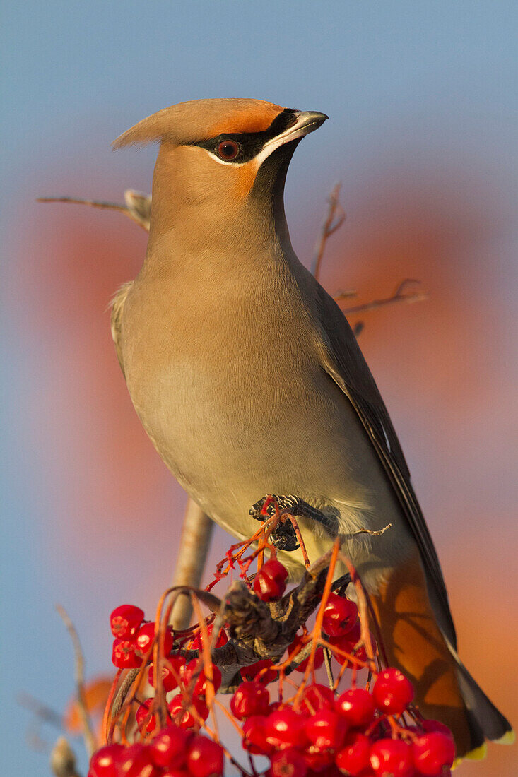 Bohemian Waxwing perches to eat in colorful Mountain Ash berries in winter in the Anchorage, Alaska area of Southcentral Alaska. Birds.
