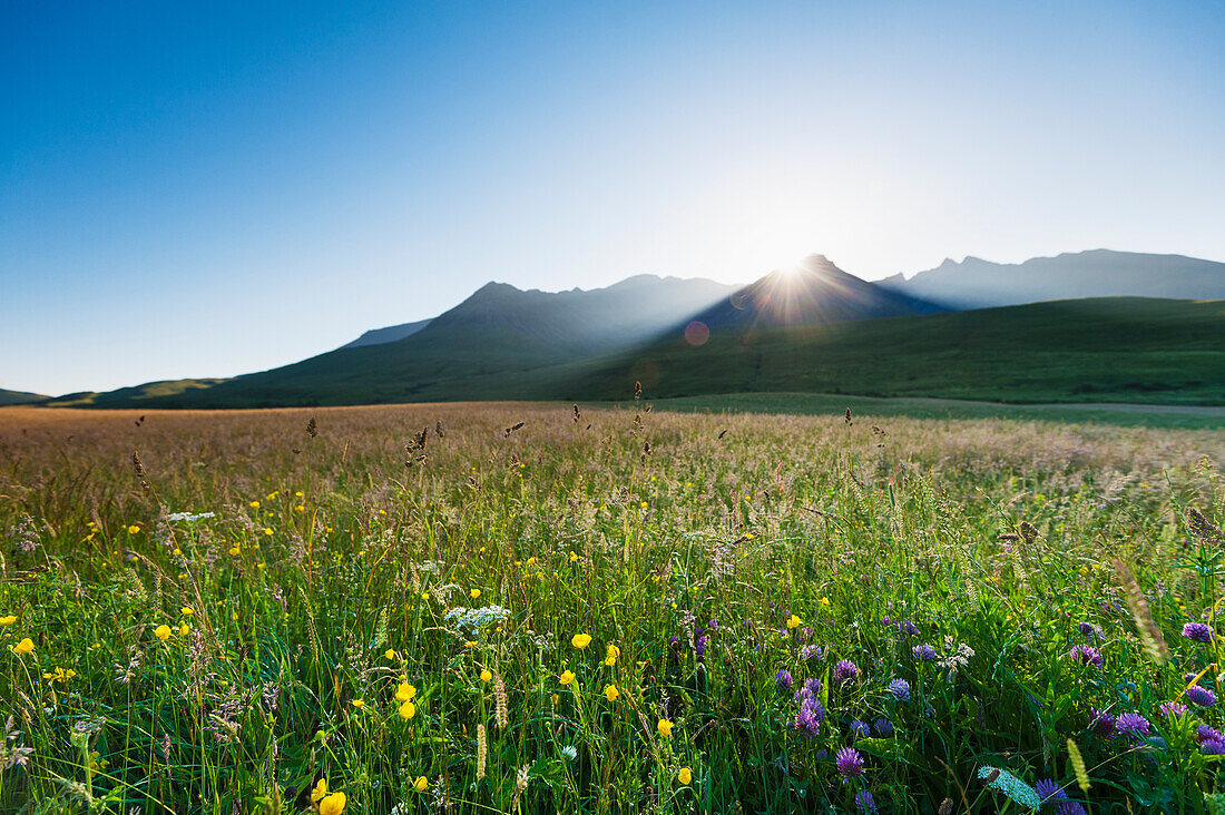 'Dawn over meadow with flowers with the sun coming up behind the hills of the Black Cuillin; Isle of Skye, Scotland'