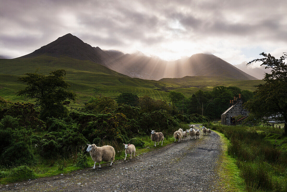 'Sheep walking along a road early in the morning with the rising sun behind the Black Cuillin Ridge; Glen Brittle, Skye, Scotland'