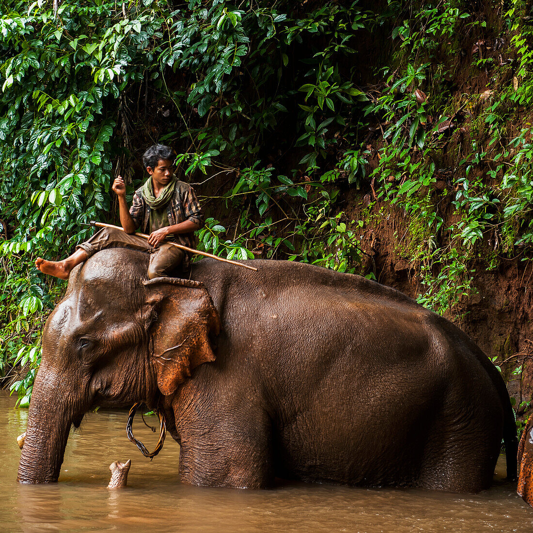 'Elephant handler perched on top; Sen Monorom, Mondulkiri, Cambodia'