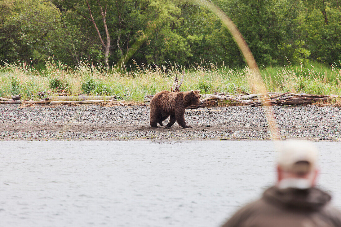 Fisherman fly fishing for Sockeye salmon in the Brooks River as a grizzly bear walks by, Katmai National Park & Preserve, Southwest Alaska, Summer