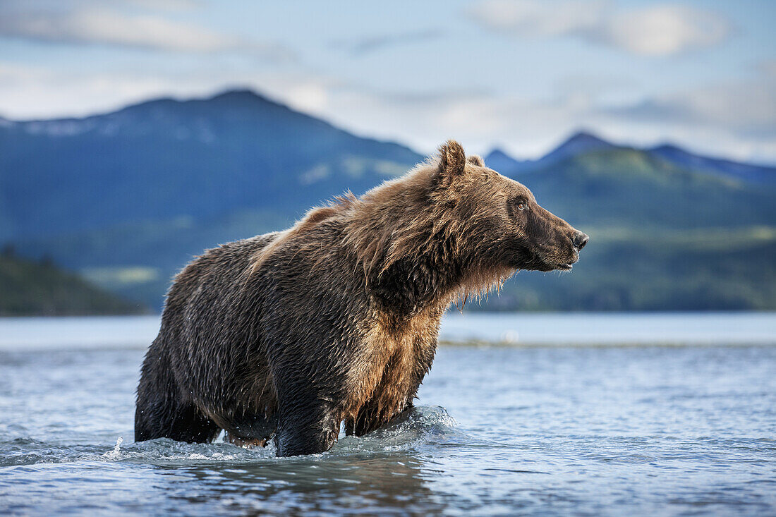 Coastal Brown Bear (Ursus arctos) standing in salmon spawning stream by Kukak Bay, Katmai National Park, Southwest Alaska