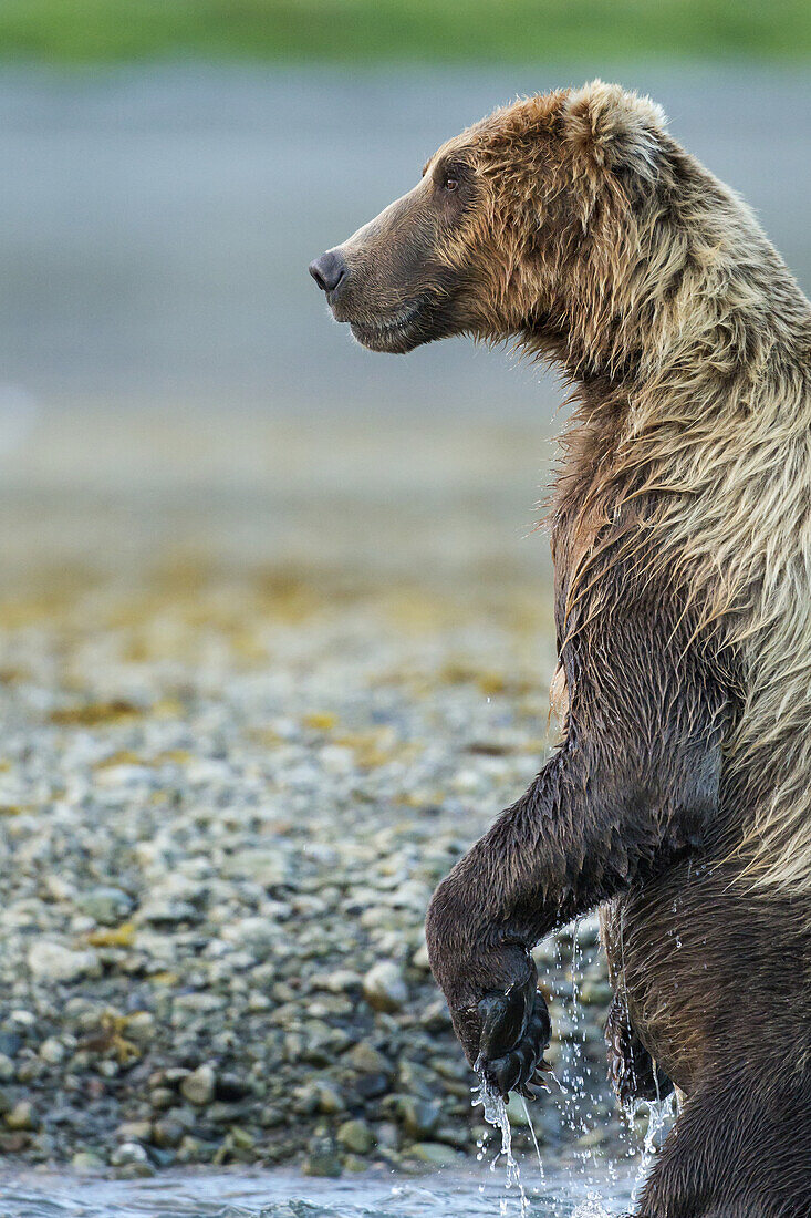 Coastal Brown Bear (Ursus arctos) stands while fishing in salmon spawning stream along Kukak Bay, Katmai National Park, Southwest Alaska