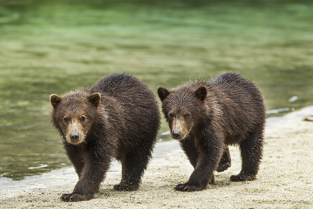 Two Coastal Brown Bear Spring Cubs (Ursus arctos) walking along salmon stream by Kuliak Bay, Katmai National Park, Southwest Alaska