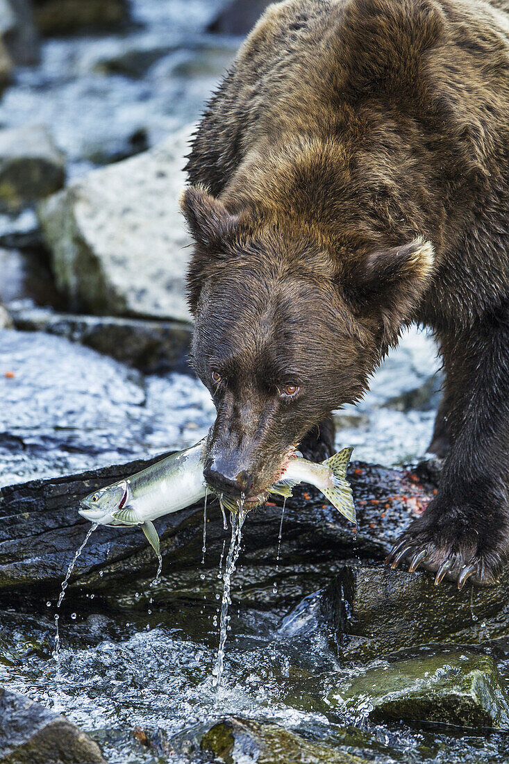 Coastal Brown Bear (Ursus arctos) bites into Pink Salmon in stream along Kuliak Bay, Katmai National Park, Southwest Alaska