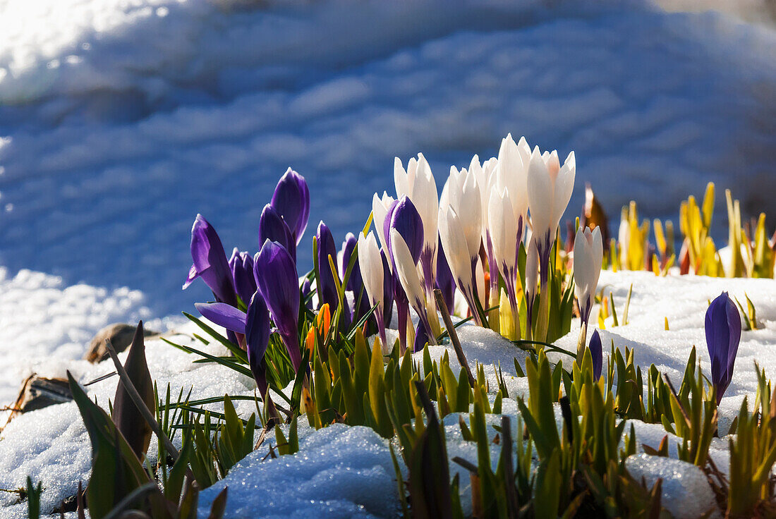 White and purple Crocus flowers blooming through snow in spring, Girdwood, Southcentral Alaska