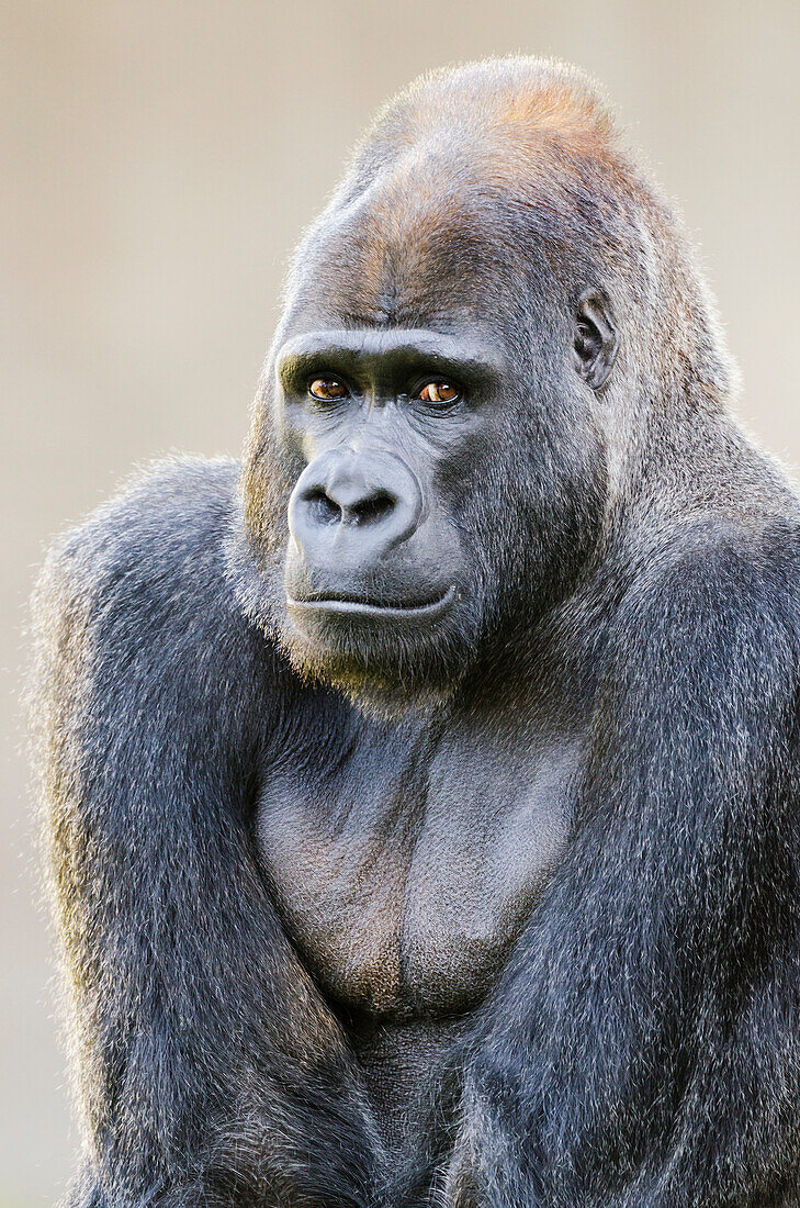 'Male Western Lowland Gorilla (Gorilla gorilla gorilla) native to central Africa and critically endangered in wild, at the San Francisco Zoo; San Francisco, California, United States of America'