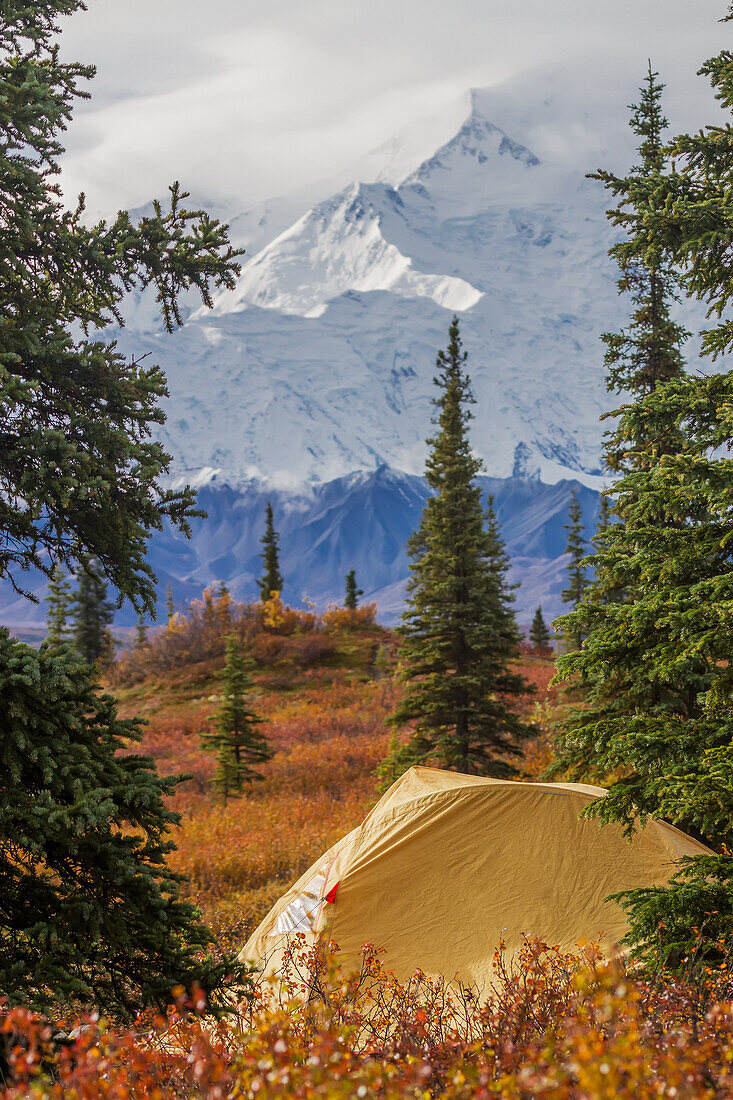 A partial view of Mt. McKinley with a yellow tent in the foreground in fall foliage, Denali National Park, Interior Alaska, USA.
