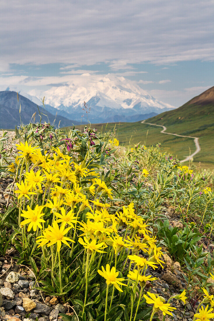 View of yellow Alpine Arnica on a steep slope with Polychrome Pass and Mt. McKinley in the background at sunrise, Denali National Park, Summer, Interior Alaska, USA.