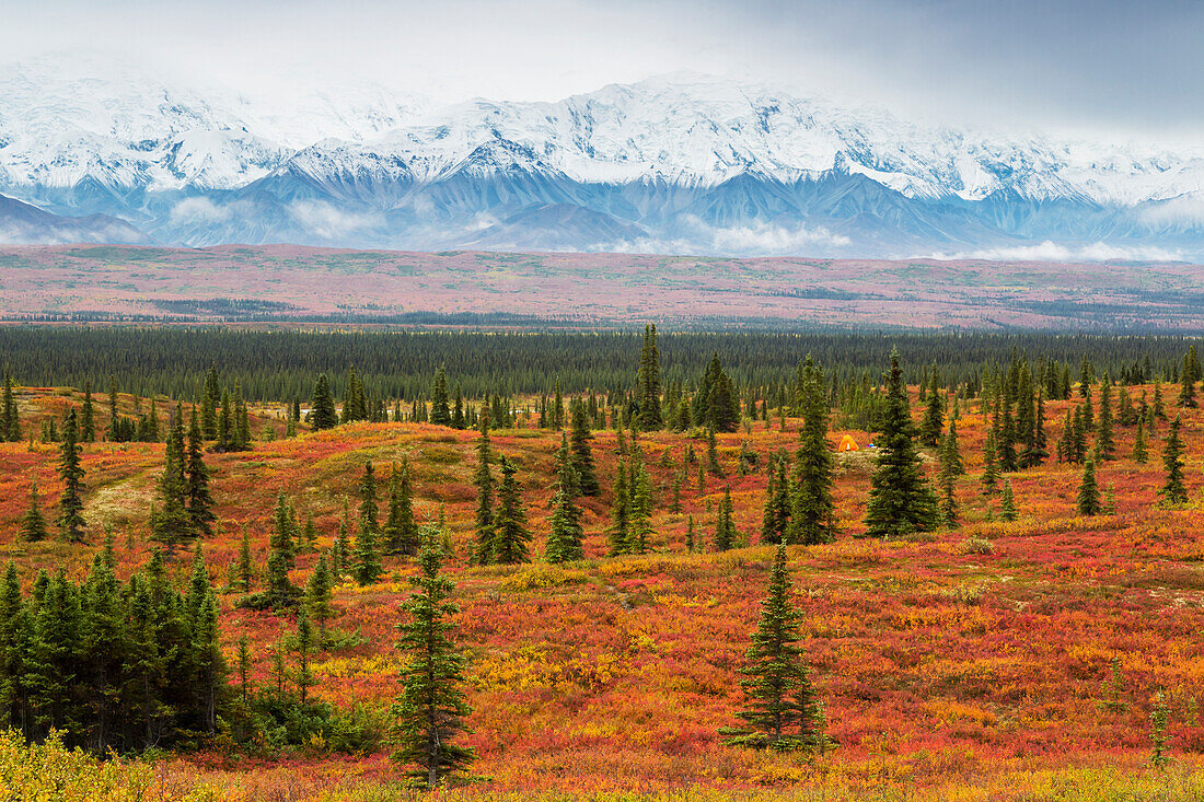 View of a backpacker's tent in colorful fall foliage in front of the base of Mt. McKinley, Fall, Denali National Park, Interior Alaska, USA.