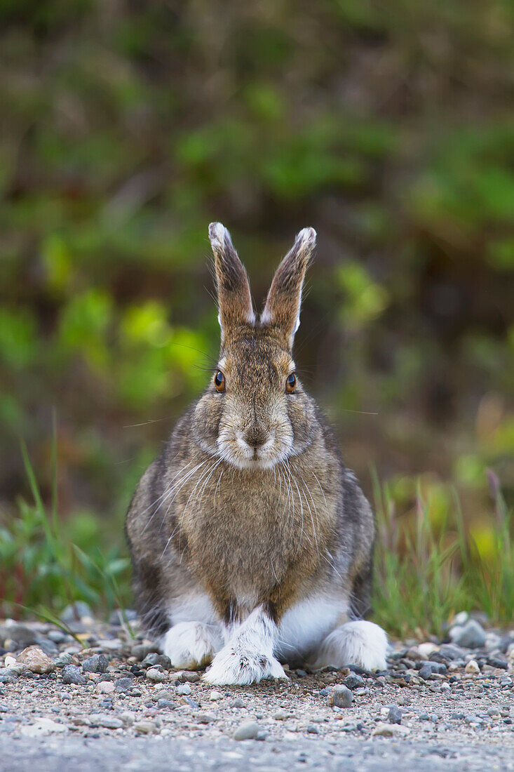 A Snowshoe hare sits along a trail in Denali National Park, Interior Alaska, Summer