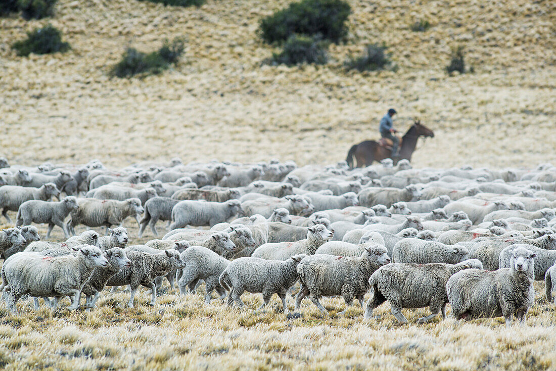 'Gaucho herding sheep on horseback; Esperanza, Santa Cruz, Argentina'