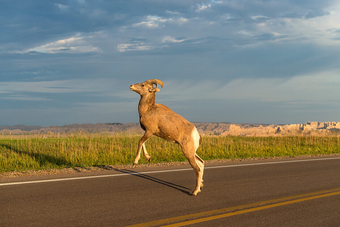 'Bighorn Sheep (Ovis canadensis) crossing the road, Badlands National Park; South Dakota, United States of America'