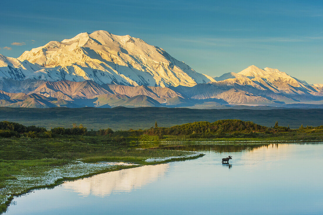 A silhouette of a bull moose feeding in a pond next to the Park Road in early morning light in Denali National Park with Mount McKinley and the Alaska Range in the background