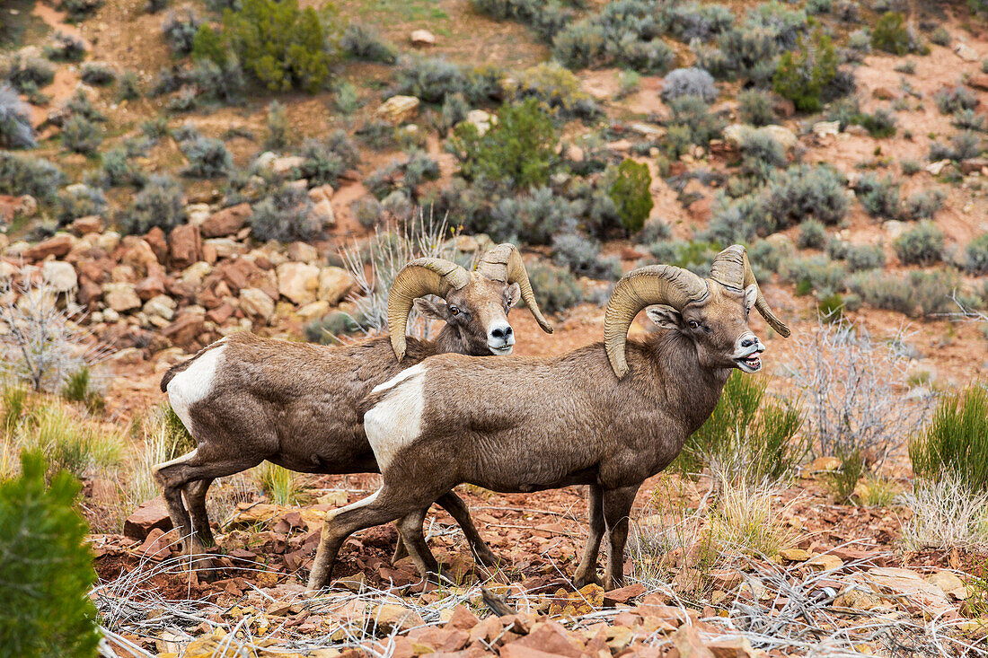 'Two desert Bighorn Sheep (Ovis canadensis) rams standing close together in desert foliage in the Colorado National Monument; Grand Junction, Colorado, United States of America'
