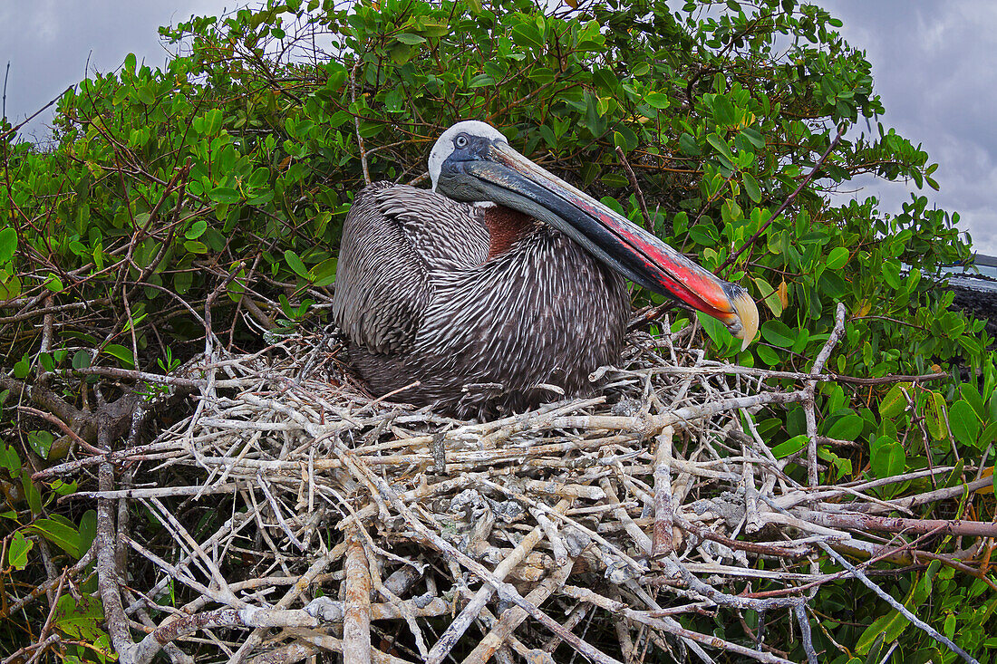 'Brown Pelican (Pelecanus occidentalis) sitting on it's nest; Santa Cruz Island, Galapagos Archipelago, Ecuador'