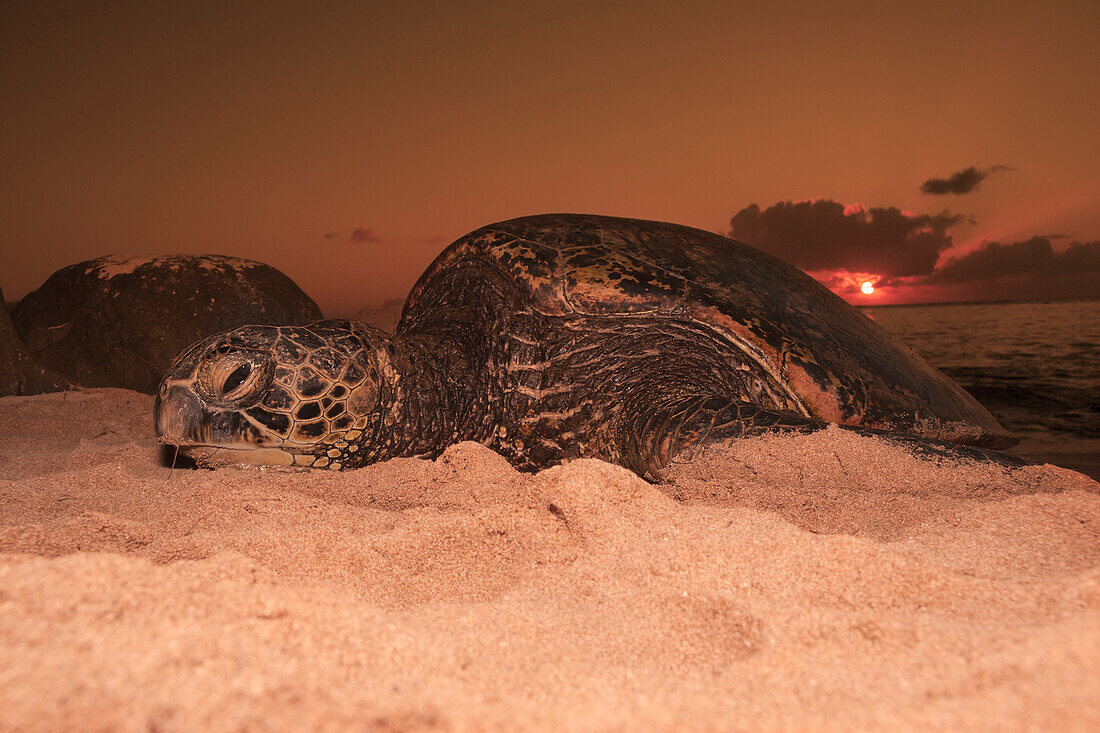 'Green sea turtle (Chelonia mydas), an endangered species, has pulled itself up onto a beach at sunset on the North Shore; Oahu, Hawaii, United States of America'