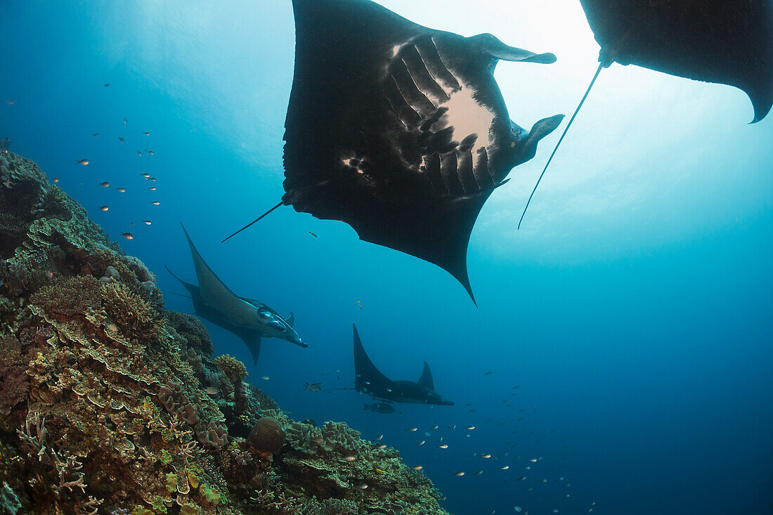 'Five manta rays (Manta alfredi) gets close to the reef to be inspected by small cleaner wrasse on Manta Reef; Island of Kandavu, Fiji'