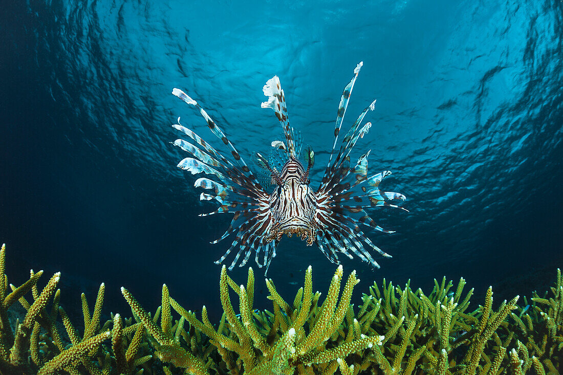 'Lionfish (Pterois volitans); Indonesia'