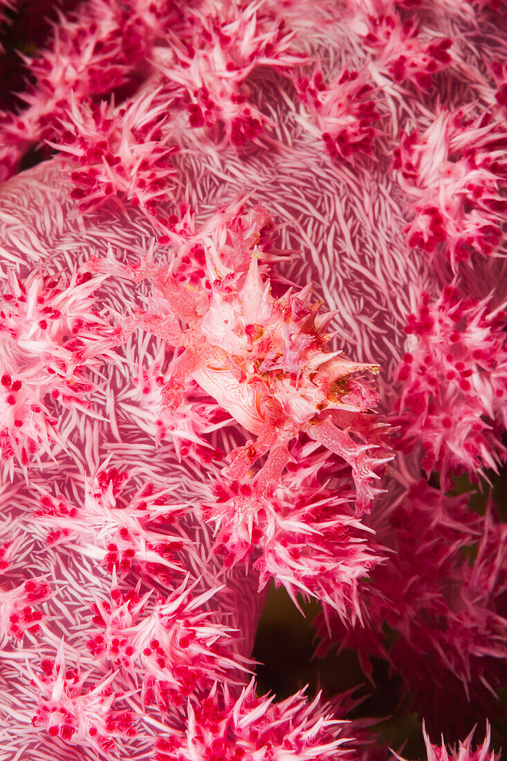 'The body of the soft coral spider crab (Hoplophrys oatesii) is covered with spines to mimic the polyps of the alcyonarian coral on which it lives; Fiji'