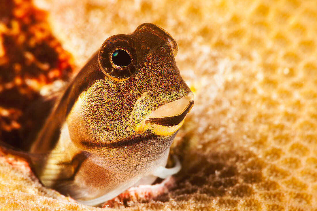 'A tiny combtooth blenny, Ecsenius sp, emerges from a hole in hard coral off the Island of Yap; Micronesia'