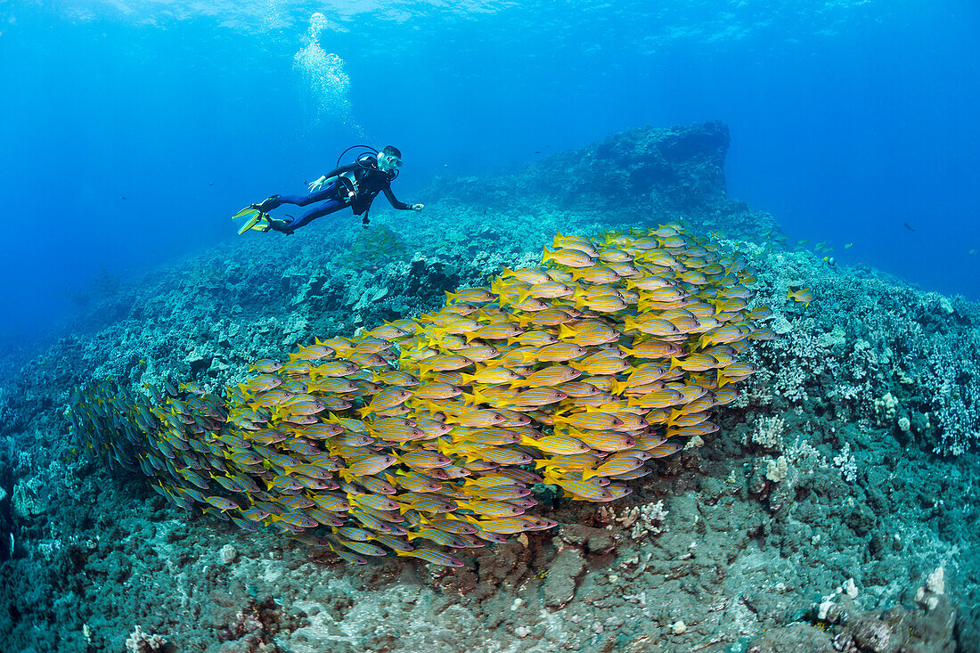 'Eleven year old PADI certified junior scuba diver and schooling bluestripe snapper (Lutjanus kasmira) off Second Cathedral, a dive site off the island of Lanai; Lanai, Hawaii, United States of America'