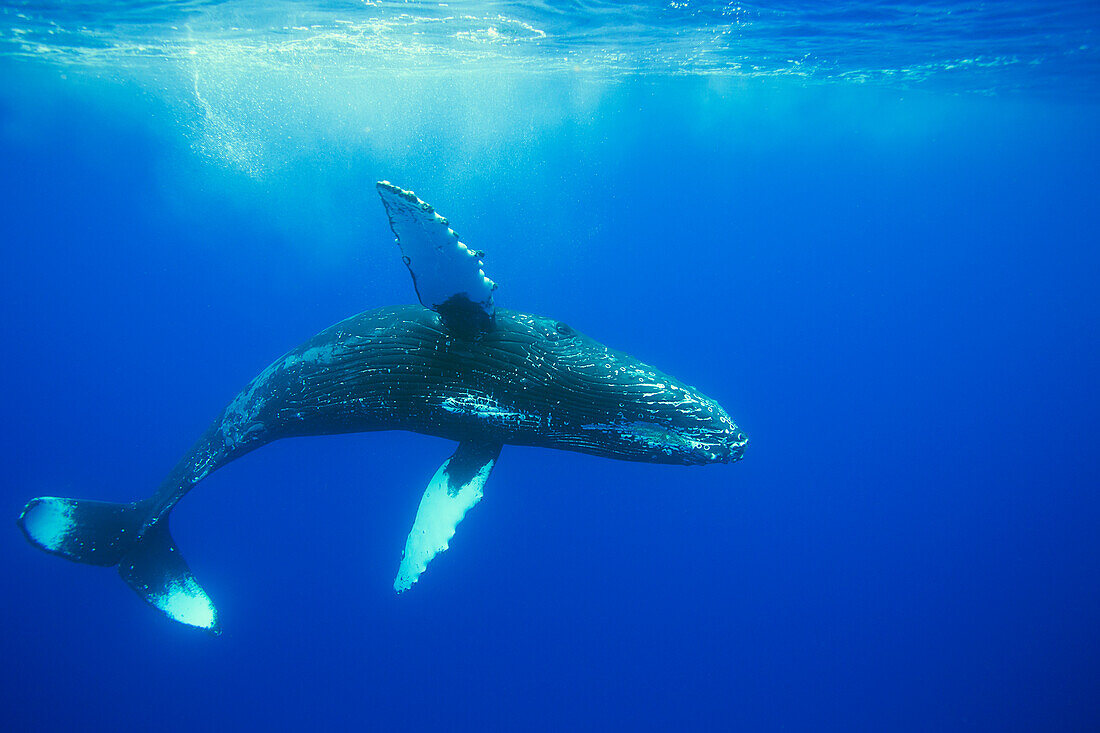 'Humpback whale (Megaptera novaeangliae); Hawaii, United States of America'