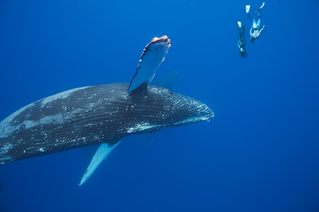 'Two free divers submerge near a pair of humpback whales (Megaptera novaeangliae); Hawaii, United States of America'