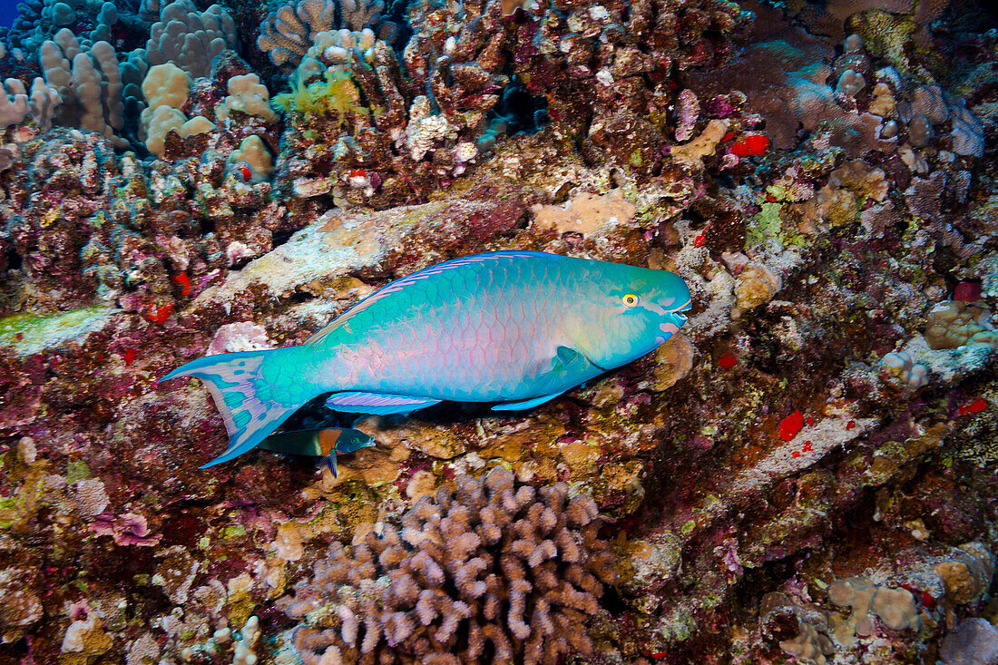 Hawaii, Bright blue male Ember Parrotfish.