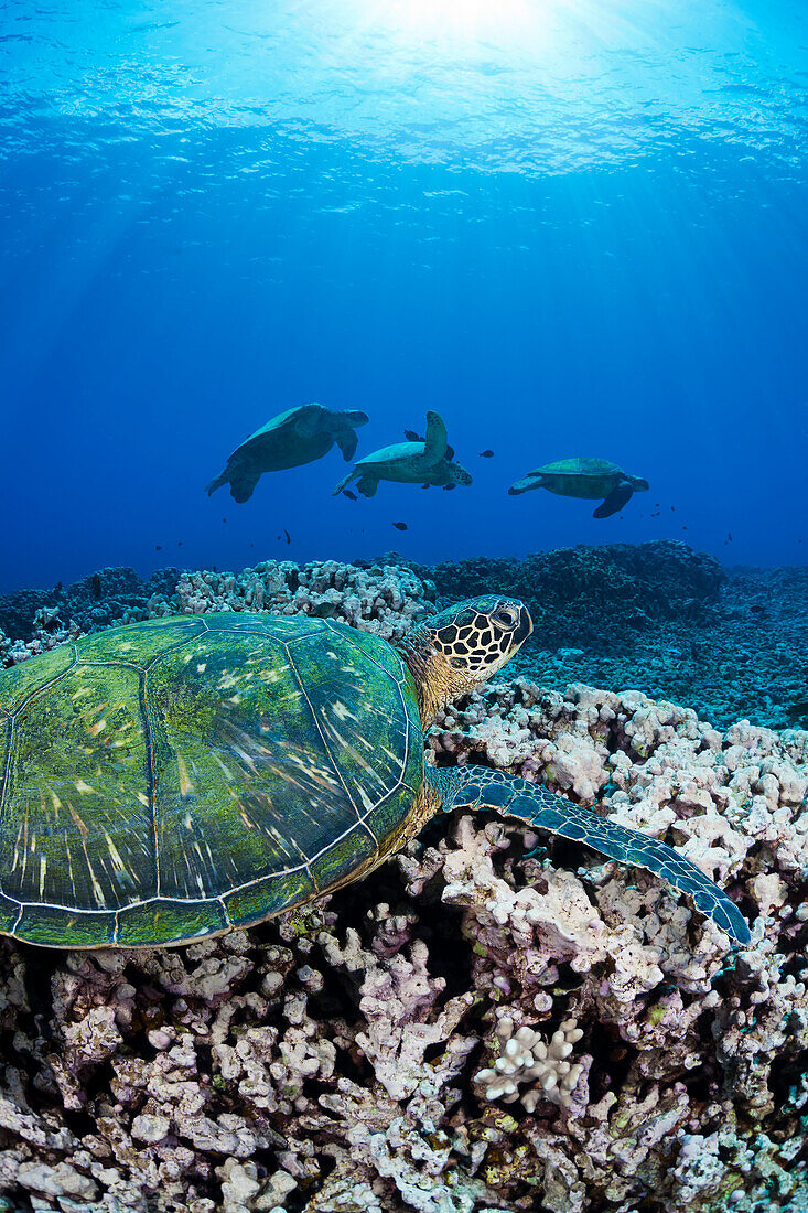 Several Green Sea Turtles (Chelonia Mydas) off the coast of West Maui, Hawaii.