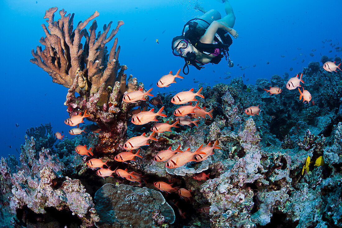 Hawaii, Diver and a school of soldierfish (Myripistis kuntee).