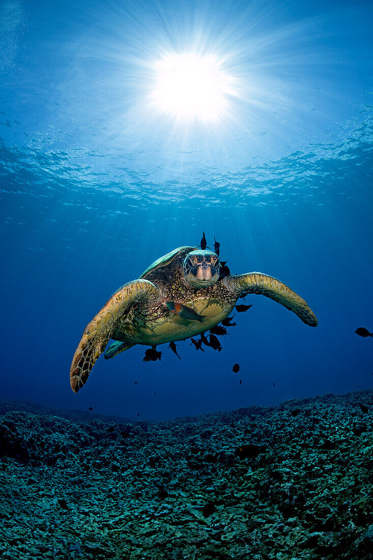 Hawaii, West Maui, Green Sea Turtles (Chelonia Mydas) being cleaned by Surgeonfish.