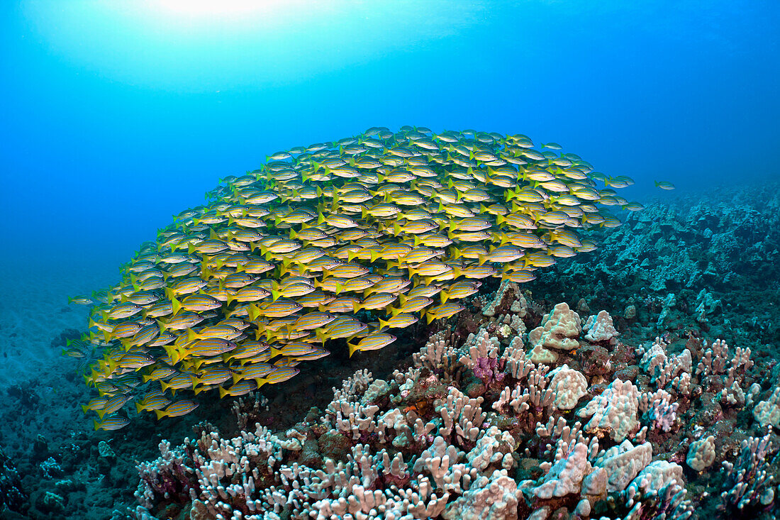 Hawaii, School of Bluestripe Snapper (Lutjanus kasmira) on the ocean floor.