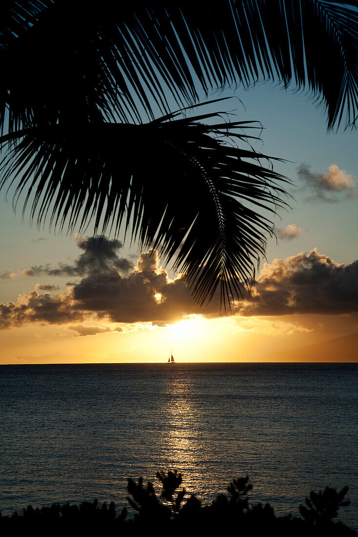 Hawaii, Maui, Napili Beach, silhouetted palms at sunset.