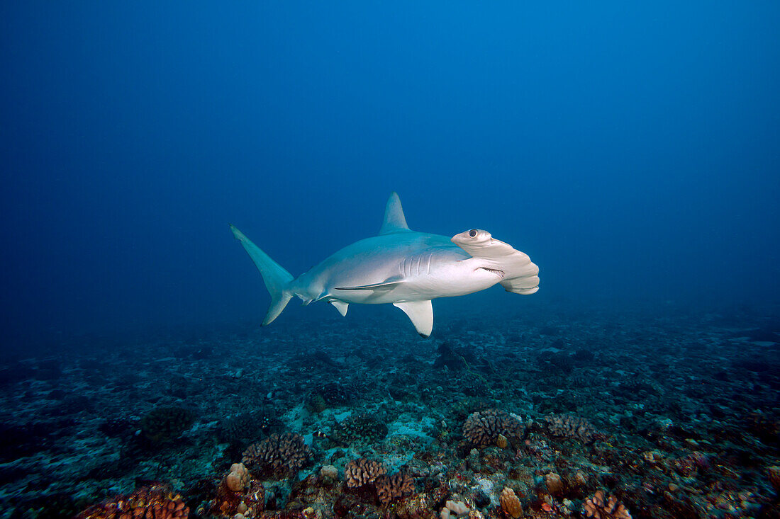 Hawaii, Molokai, Scalloped Hammerhead shark (Sphyrna lewini) swimming on the ocean floor