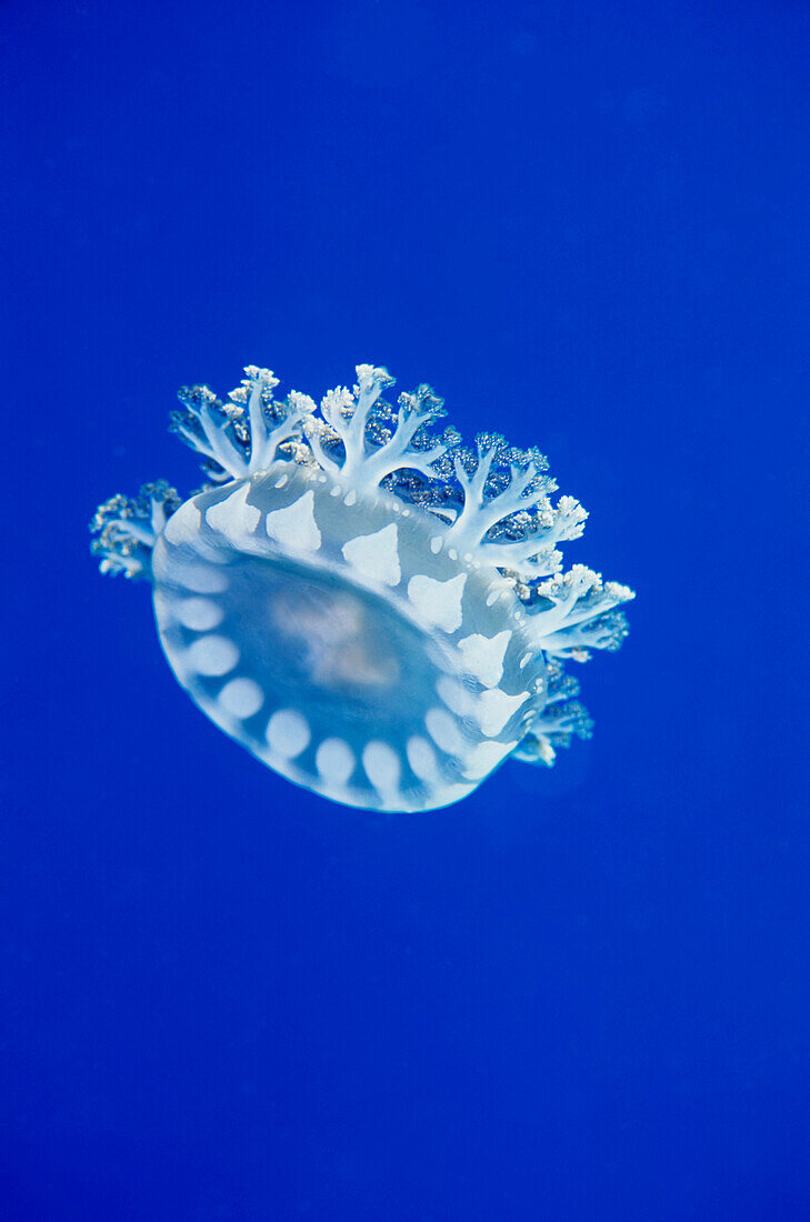 Papua New Guinea, Milne Bay, Upside down jellyfish (Cassiopea andromeda) GR7335