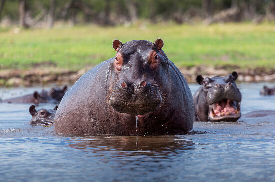 Hippopotamus, Okavango Delta, Botswana, Africa