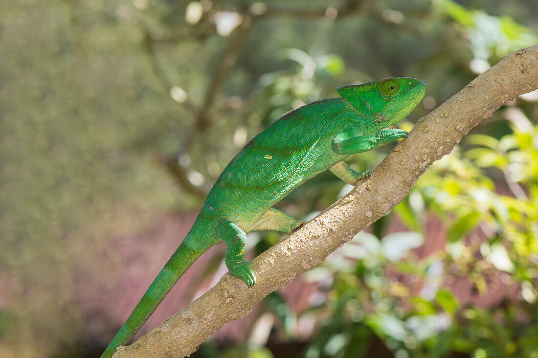 Parson's chameleon (Calumma parsonii), Madagascar, Africa